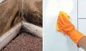 However, it may take anywhere from 30 minutes to several hours before the mold disappears. How To Get Rid Of Mould Why You Should Never Use Bleach On Mould Express Co Uk