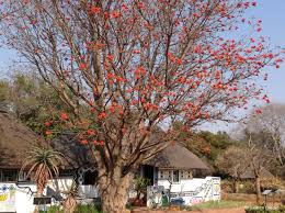 Image result for Erythrina madagascariensis
