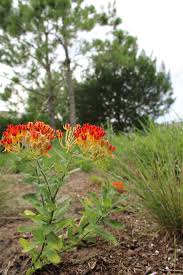 Image result for Asclepias foliosa