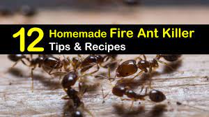 Laundry piles are convenient places that present lots of tunnels treating ants in the landscape outside will also help control some ant species, particularly. 12 Do It Yourself Fire Ant Killer Recipes That Work