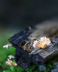 Image result for Flabellariopsis acuminata