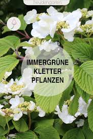 Immergrune Kletterpflanzen Kletterpflanzen Immergrun Kletterpflanzen Pflanzen