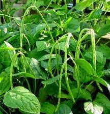 Tanaman kacang panjang atau yang memiliki nama ilmiah vigna sinensis adalah sejenis tanaman semak yang menjalar tinggi sekitar 2,5 m. Kacang Panjang Menjual Benih Online Terbesar Di Malaysia Facebook