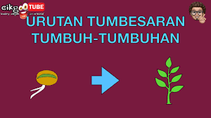 Melalui topik ini, murid akan mempelajari mengenai keperluan asas tumbuhan iaitu udara. Sains Tahun 2 Urutan Tumbesaran Tumbuh Tumbuhan Cikgootube Cikguzoul Youtube