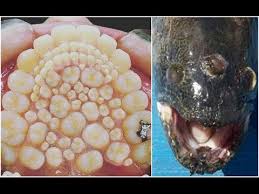 Chernobyl mutations fish in pripyat river. Fukushima Mutant Animals