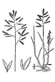 Image result for Eragrostis minor