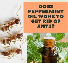 I don't know about the science but is most if not all of the gas from the diffuser being wasted? Does Peppermint Oil Work To Get Rid Of Ants Gardens Nursery