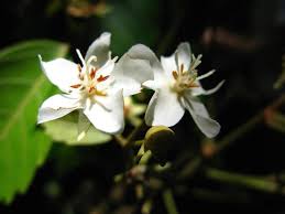 Image result for Dombeya torrida