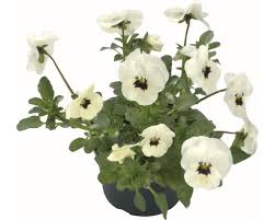 Finden und bestimmen sie über 1000 der wichtigsten wildpflanzen und gartenpflanzen nach deren blütenfarbe. Hornveilchen Viola Cornuta O 9 Cm Topf Zufallige Sortenauswahl Bei Hornbach Kaufen