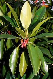 Image result for Bruguiera