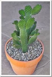 In this article, we're going to show you how to kill cactus the right way. Succulents And More Roadkill Cactus Cactus Succulents Cacti And Succulents