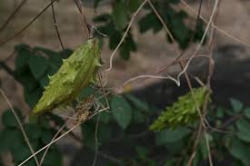 Image result for Pentarrhinum insipidum