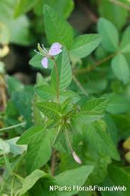Image result for Cleome rutidosperma