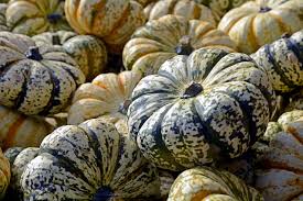 Do you have additional gardening questions? 15 Amazing Ways To Use Decorative Gourds This Fall Garden And Happy