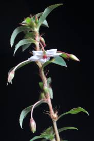 Image result for Sauvagesia