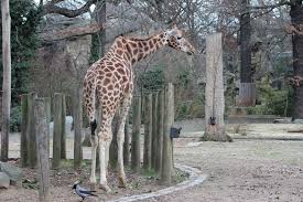 Giraffe Berliner Zoo Giraffe Zoo Animals