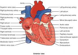 Indicate, using the letters provided, where each muscle group is on the diagram. Heart Anatomy Anatomy And Physiology