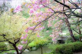 Japanese Cherry Blossom Garden Wallpaper Japanese Water Gardens Cherry Blossom Wallpaper Blossom Garden