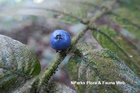 Image result for Lasianthus