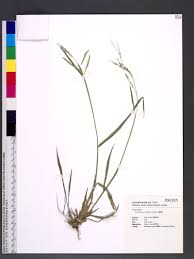 Image result for Eriochloa procera