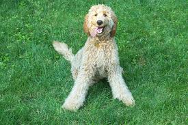 These playful, loving double doodle puppies are a cross between a labradoodle and a goldendoodle. Double Doodle Dogs Info Temperament Training Puppies Pictures