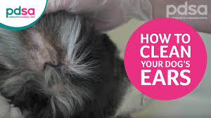 You or your vet may also need to clean out your dog's ears to get rid of any leftover buildup caused by mites. Ear Mites In Dogs And Puppies Pdsa