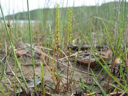 Image result for Striga linearifolia