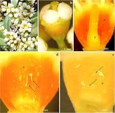 Fast, hand delivery to east brisbane and surrounding areas. Comparative Studies On Structure Of The Floral Nectaries And The Abundance Of Nectar Production Of Prunus Laurocerasus L Springerlink