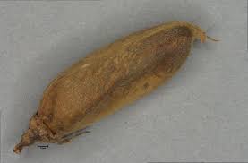 Image result for Crotalaria preladoi