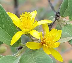 Image result for Grewia filipes