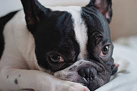 French bulldogs are great family dogs. Best Dog Carriers For French Bulldogs Reviewed Compared