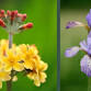 Plant Sale at Craigtoun