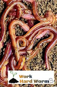 Image result for Red Wigglers