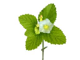 Image result for Sida veronicifolia