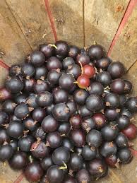 Image result for jostaberry