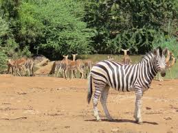 Check spelling or type a new query. Berburu Di Padang Afrika Kumparan Com