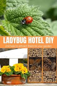 Ladybug Hotel Or Insect Hotel For Your Garden Or Yard Video Video Insect Hotel Ladybug Garden Crafts For Kids
