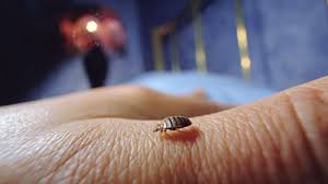 Check spelling or type a new query. How Do You Know If You Ve Got Bed Bugs