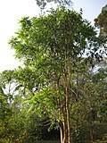 Image result for Phyllanthus manicaensis