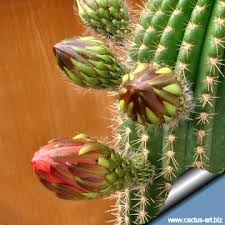 Image result for Commicarpus grandiflorus
