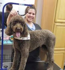 We did not find results for: Waggin Tails Whitesburg Kentucky Mountain Association