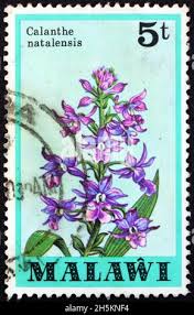 Image result for Eulophia calantha