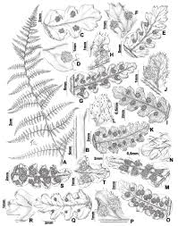 Image result for Hypolepis sparsisora