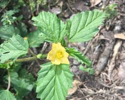 Image result for Malvastrum coromandelianum