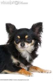 I gave them names so that you could easily inquire abou. 92 Chihuahua Long Haired Ideas Chihuahua Chihuahua Love Chihuahua Puppies
