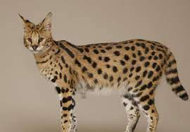 Kucing emas afrika ini menghuni hutan tropis afrika barat dan tengah, dari republik afrika tengah hingga angola utara. Daftar Harga Kucing Savannah Hari Ini Mei 2021 Terbaru Farmbos Com