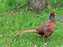 Here it thrives in some areas, such as the northern prairies, where the iridescent colors and rich crowing calls. Common Pheasant Wikipedia