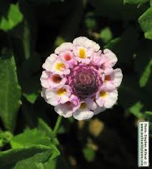 Image result for Lippia