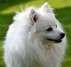 American Eskimo Dog Black And White Lucky Pet Brands American Eskimo Dog Beautiful Dogs Dog Breeds