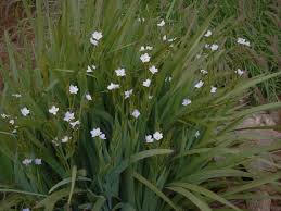 Image result for Aristea abyssinica